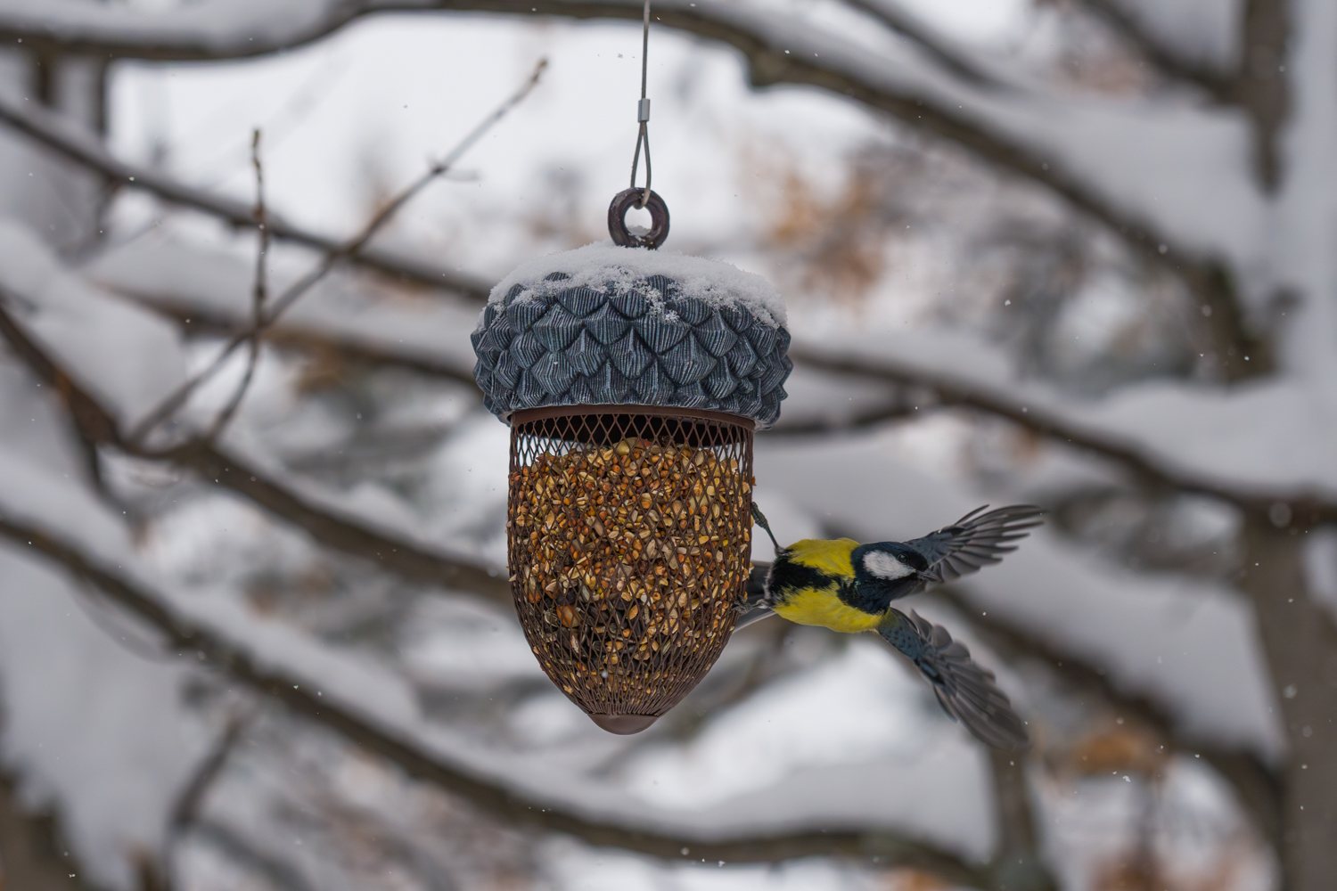 Kohlmeise im Anflug auf ein verschneites Futterhaus