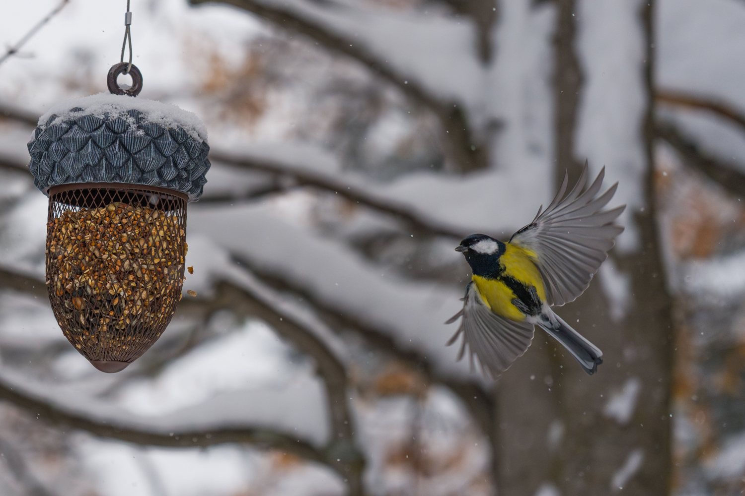 Kohlmeise mit ausgebreiteten Flügeln im Schneefall