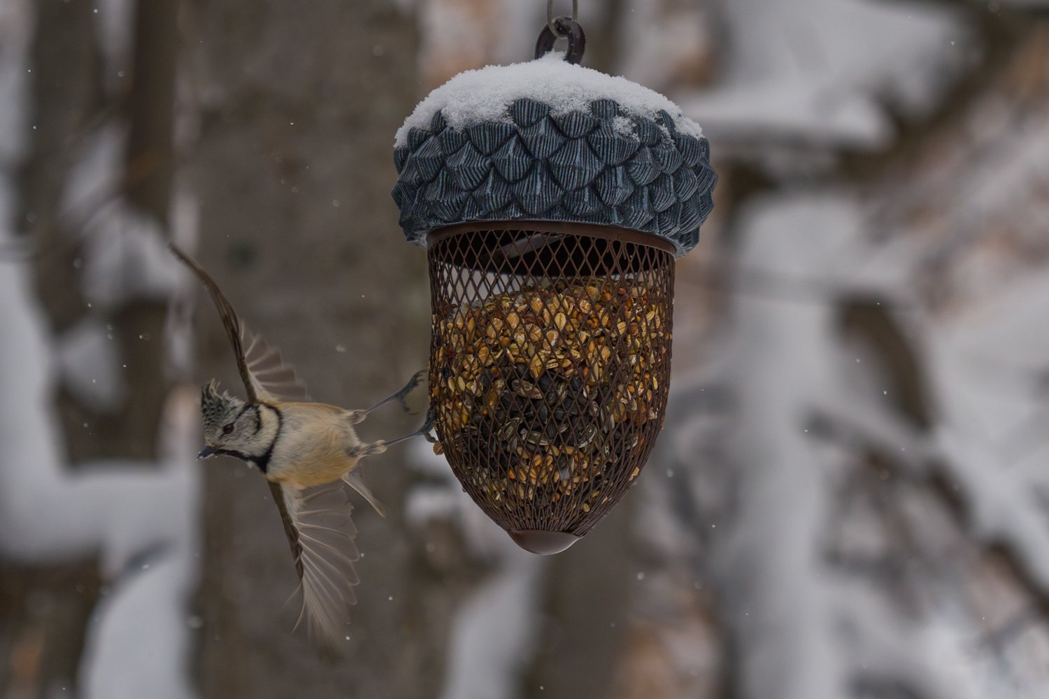 Haubenmeise im Anflug auf das Futterhaus