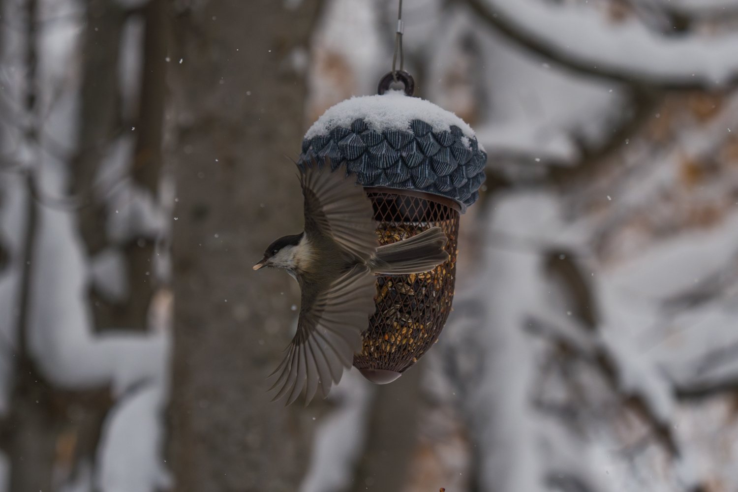 Sumpfmeise mit Futter im Schnabel beim Abflug