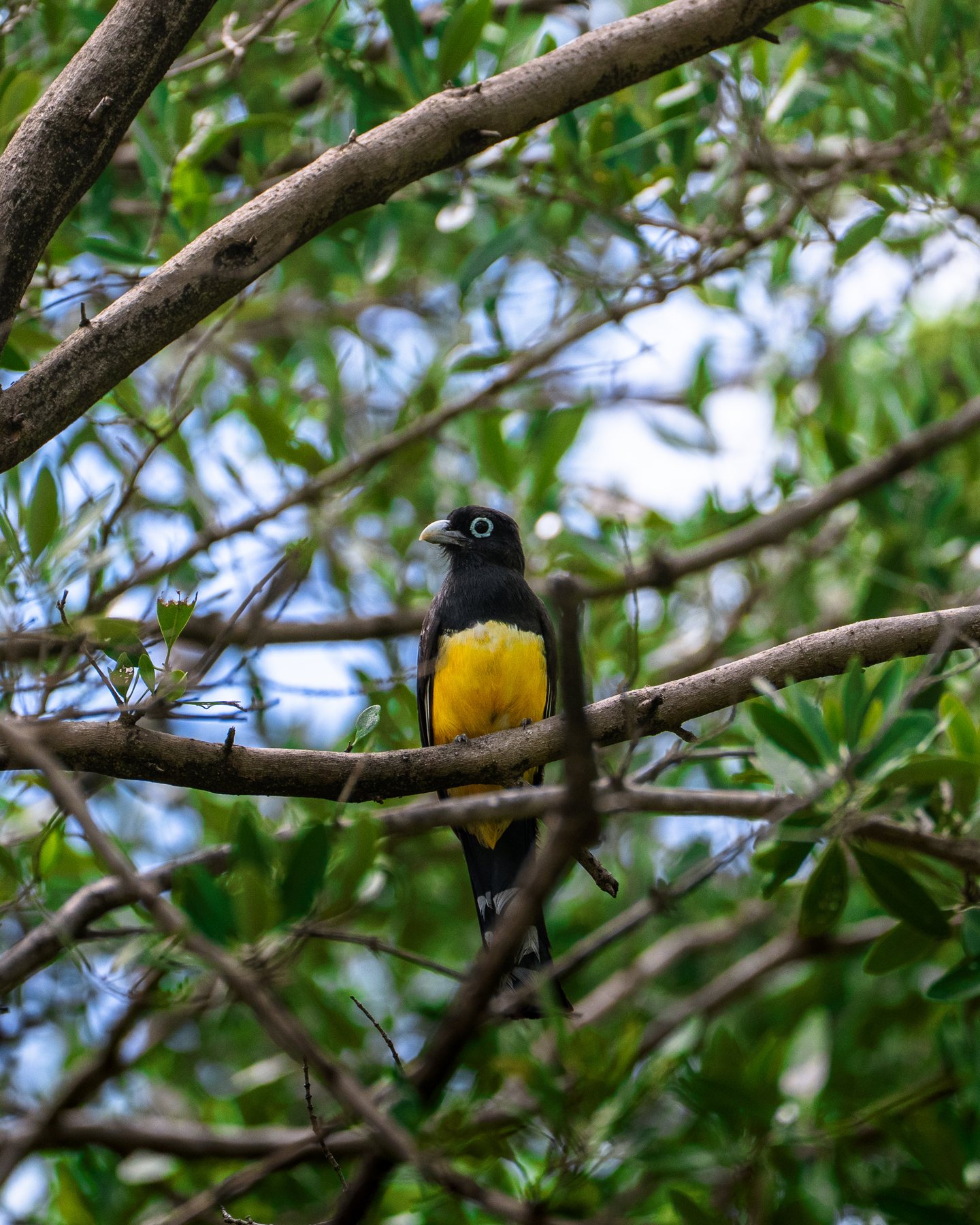 Trogon mit gelber Brust im dichten Geäst