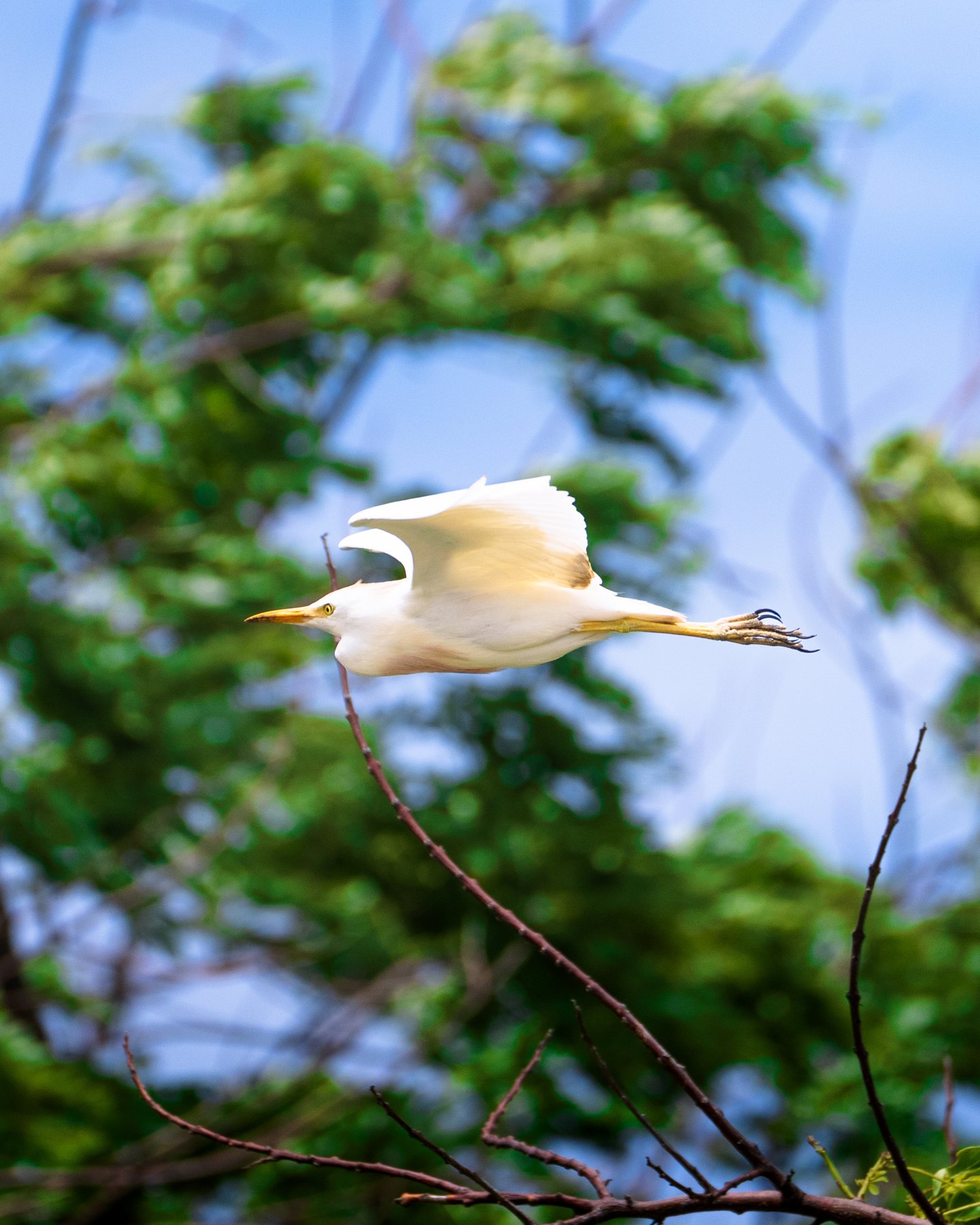 Kuhreiher im Flug über dem Blätterdach