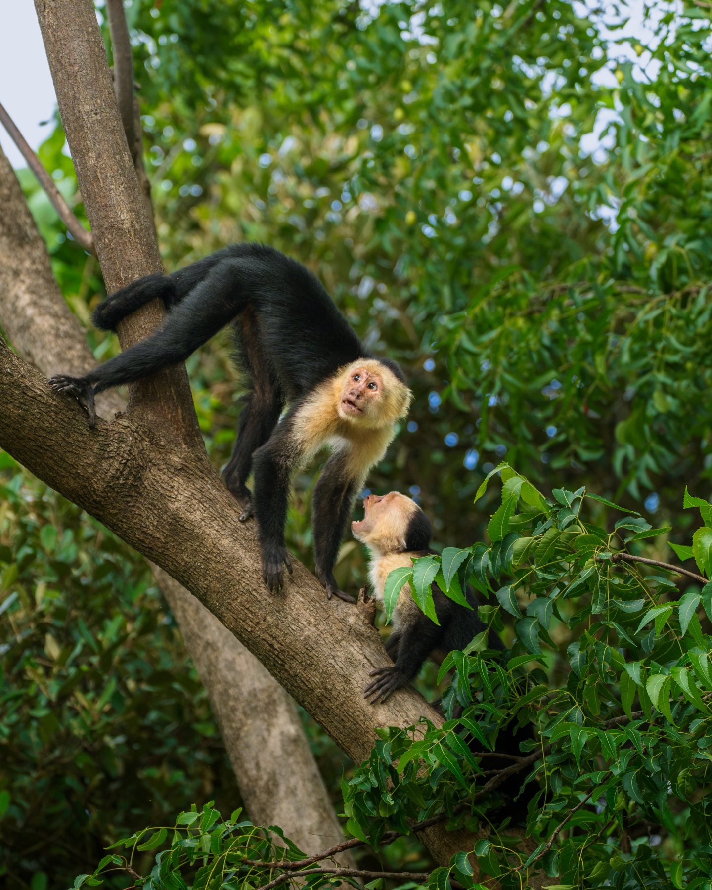 Weissschulter-Kapuziner mit Jungtier im Geäst, Costa Rica