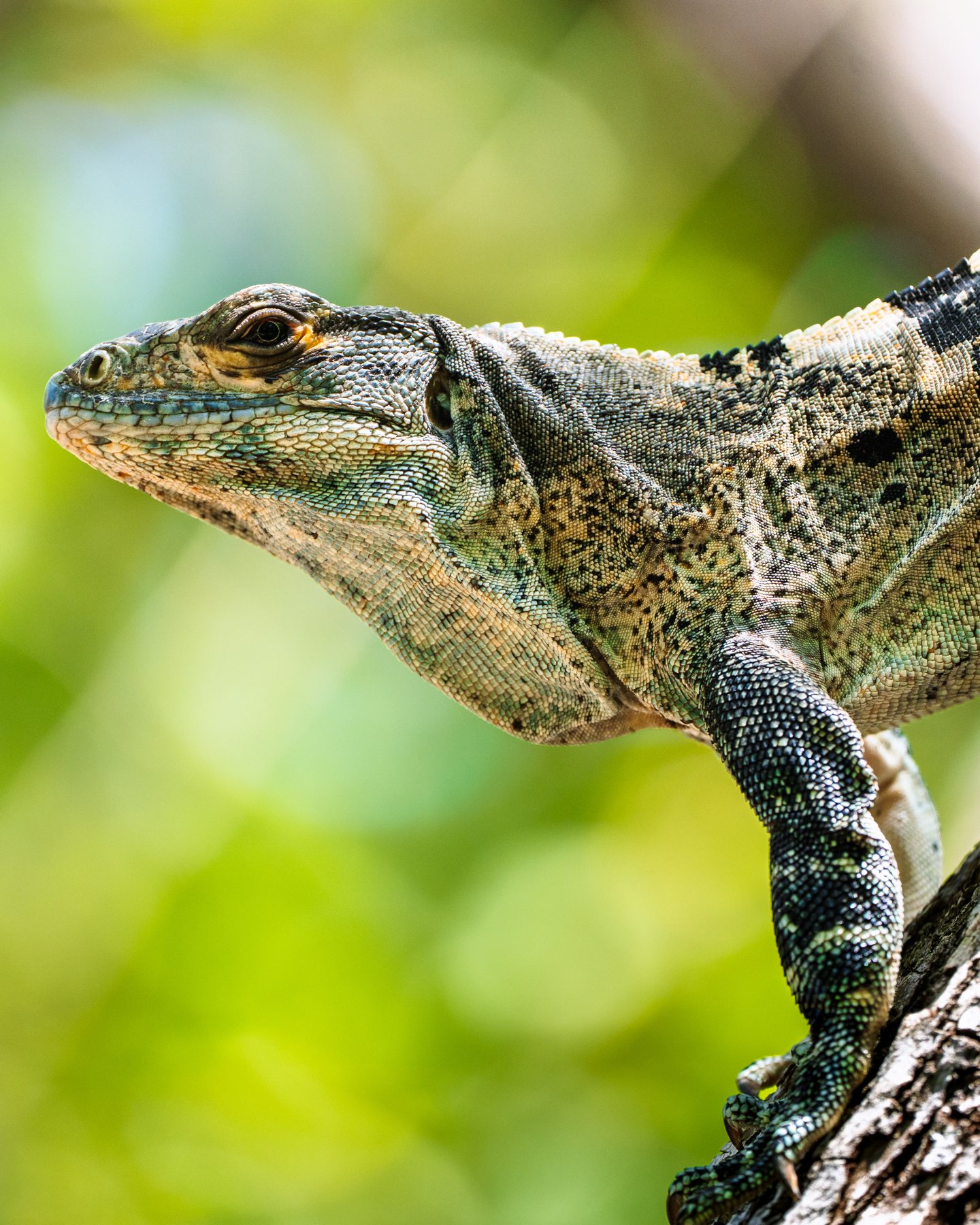 Schwarzer Leguan im Profil
