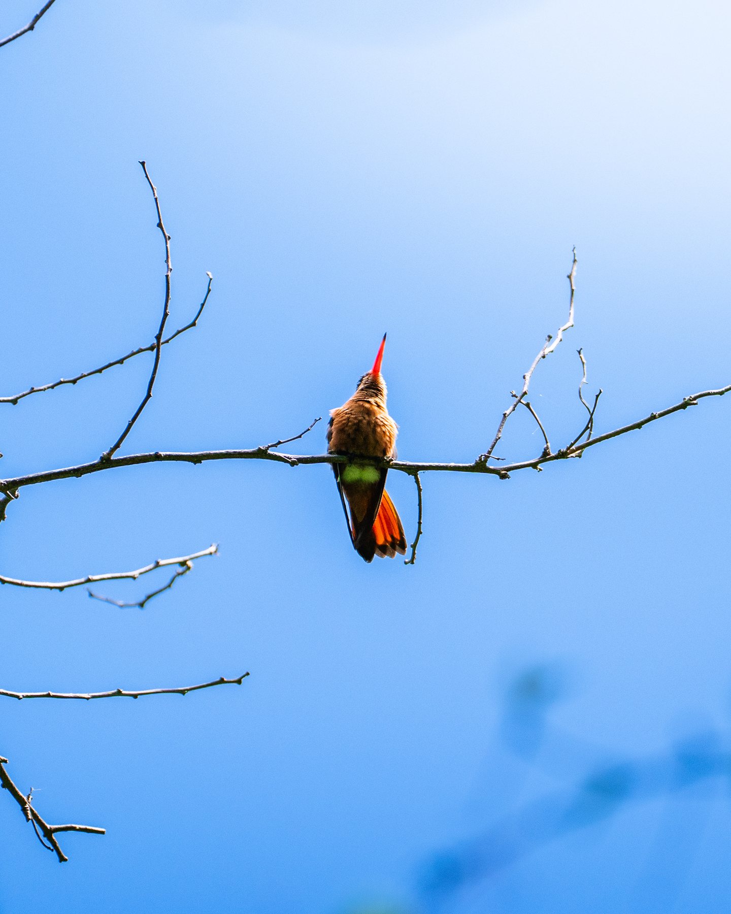 Kolibri auf einem kahlen Ast vor blauem Himmel