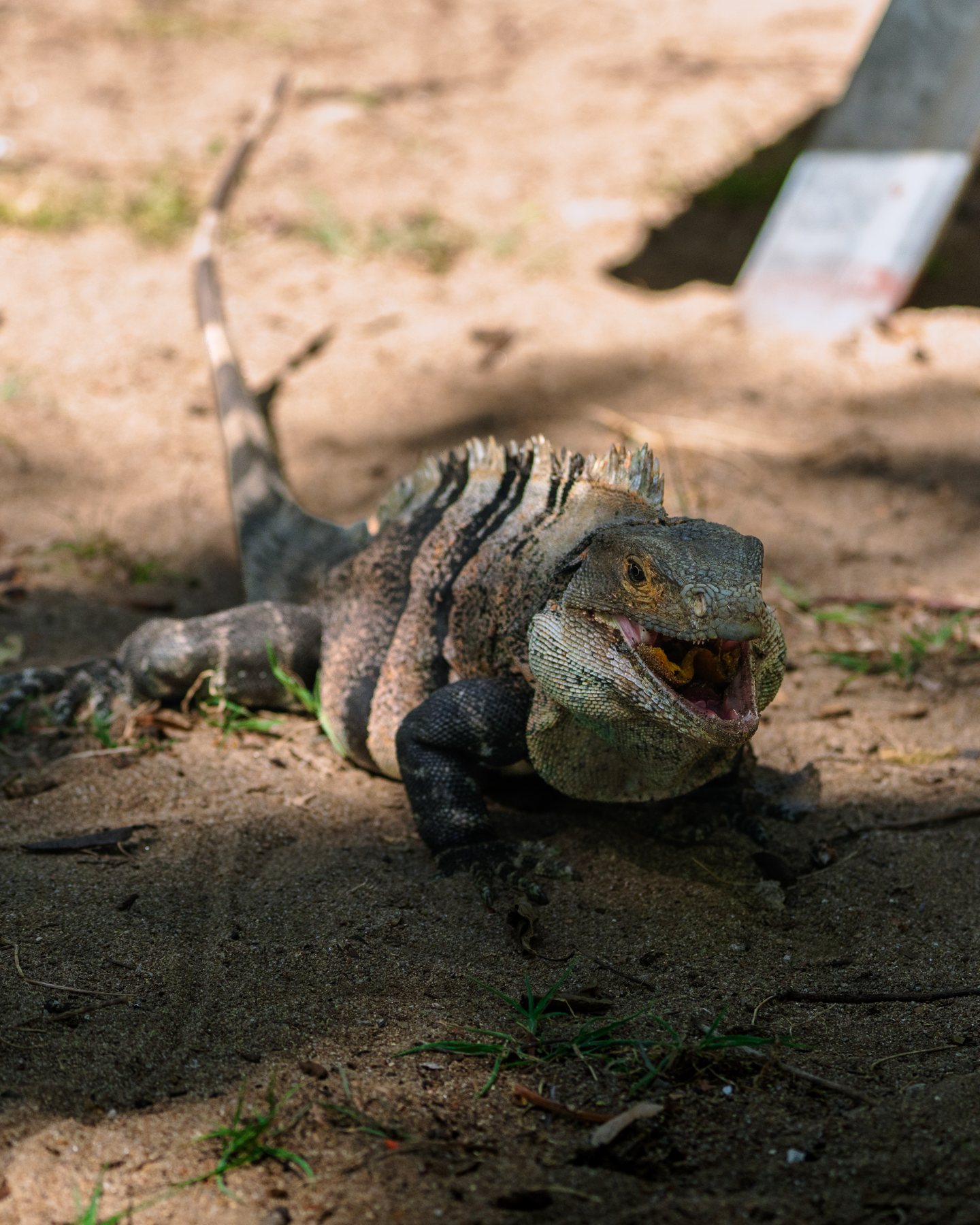 Leguan mit weit geöffnetem Maul am Ufer