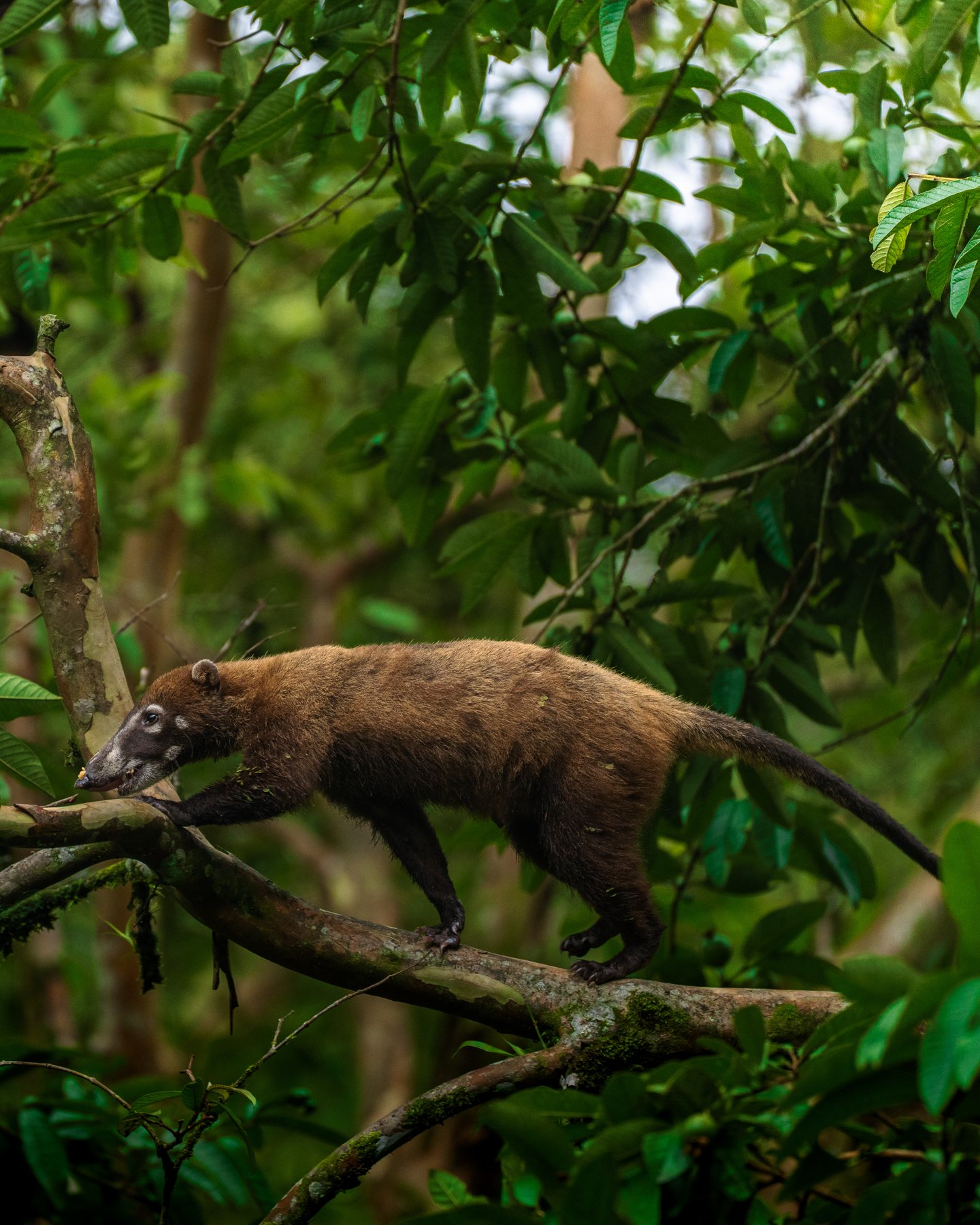 Nasenbär balanciert auf einem Ast
