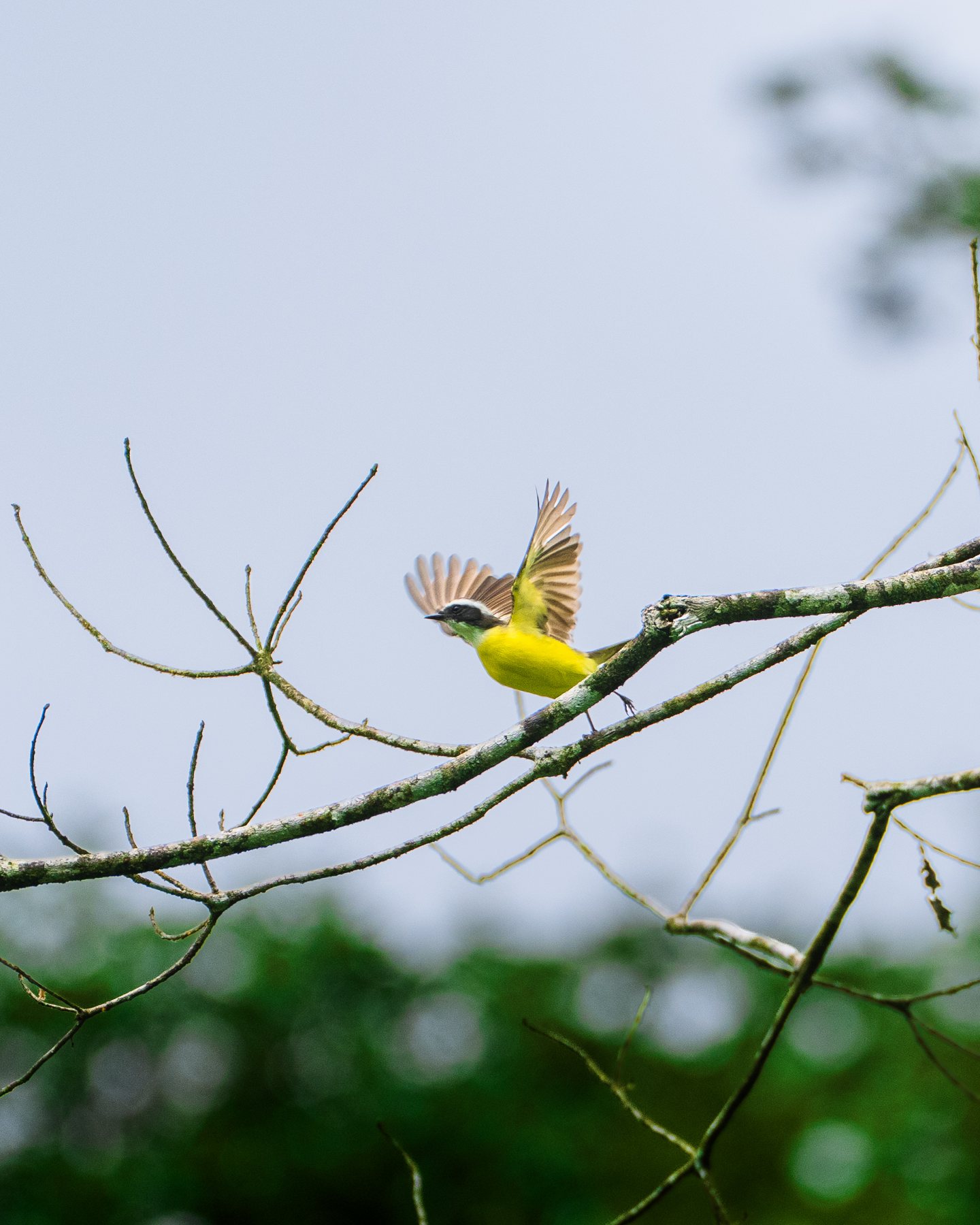 Gelbbrust-Tyrann im Abflug