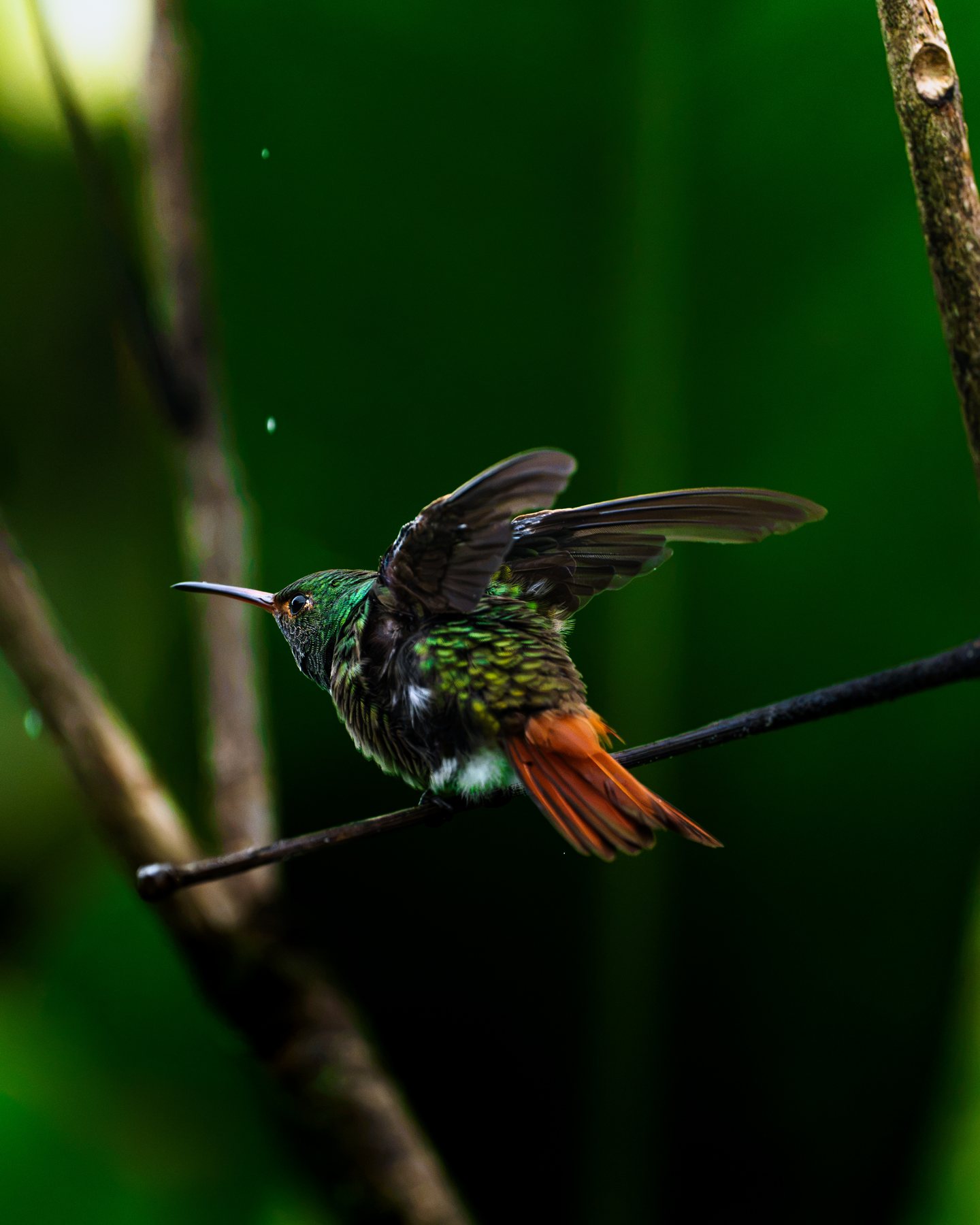 Kolibri im Schwirrflug mit gespreiztem Schwanz