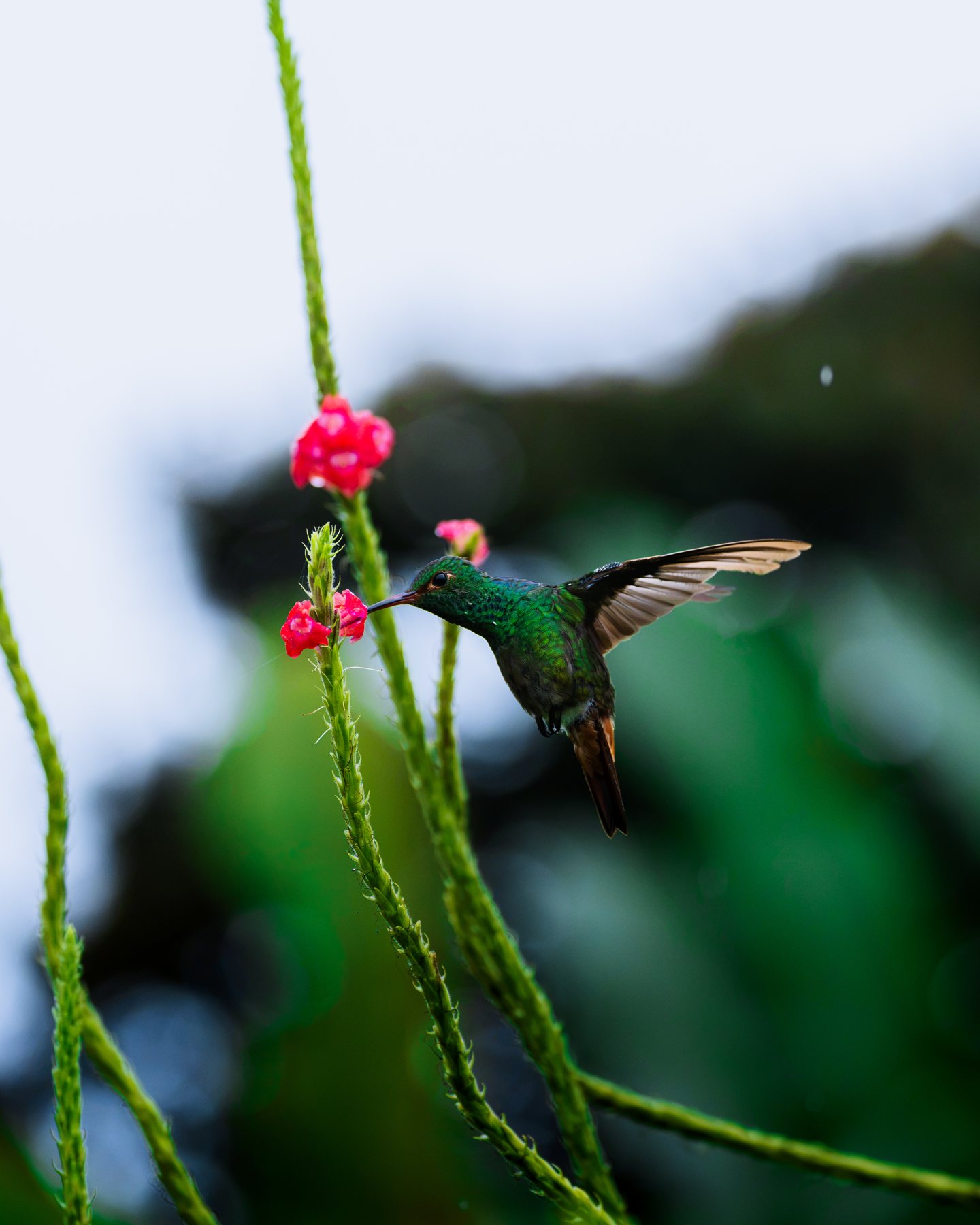 Kolibri beim Nektartrinken an einer roten Blüte