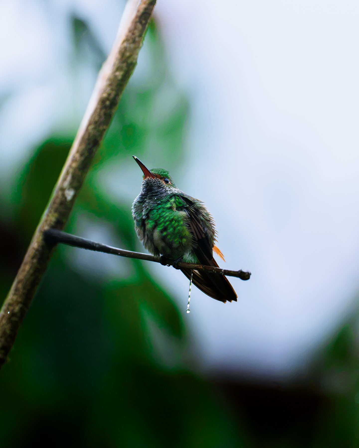Durchnässter Kolibri auf einem Ast nach dem Regen