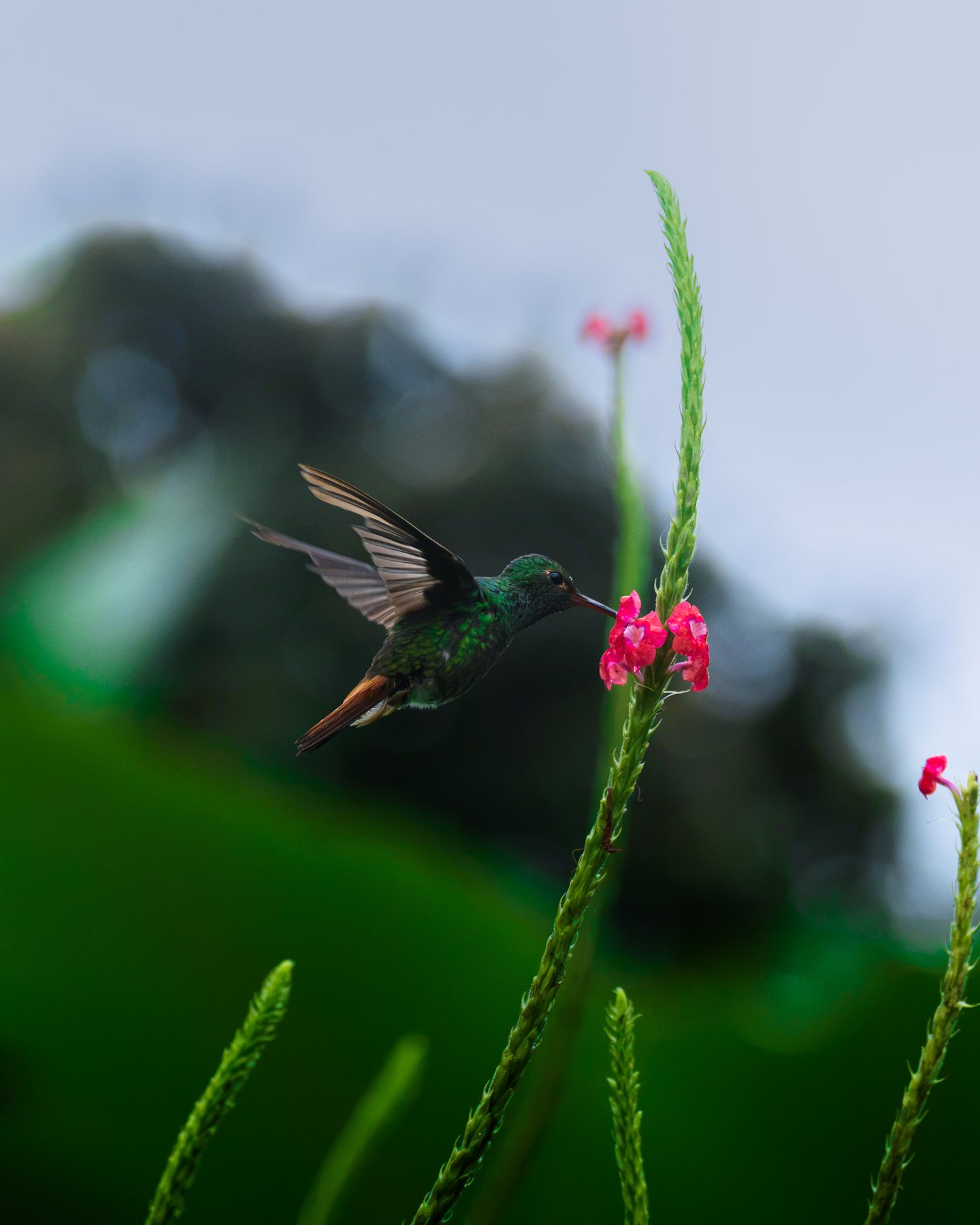 Kolibri im Anflug auf eine rote Blüte