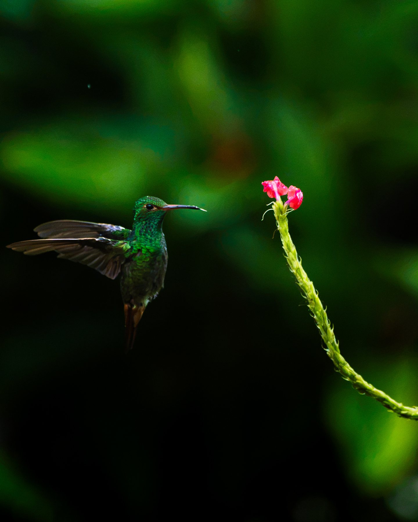 Kolibri schwebt vor einer Blüte im Schatten