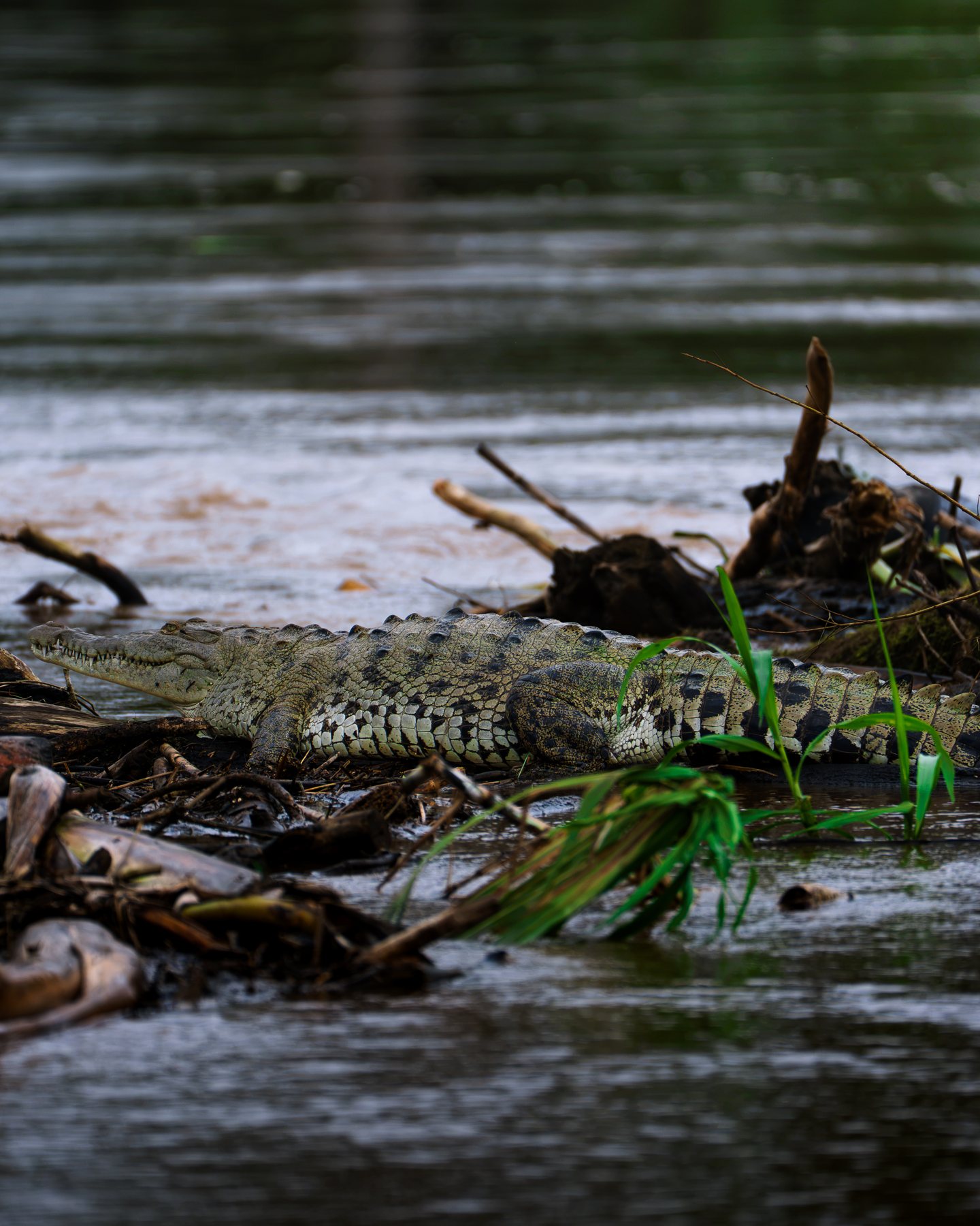 Krokodil ruht am Flussufer