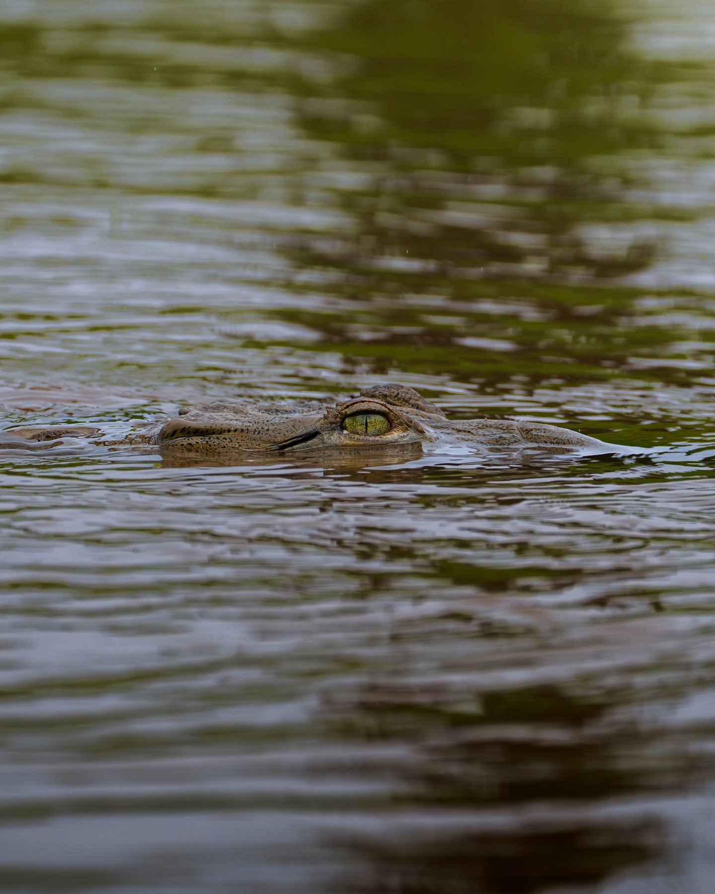 Krokodilauge knapp über der Wasseroberfläche