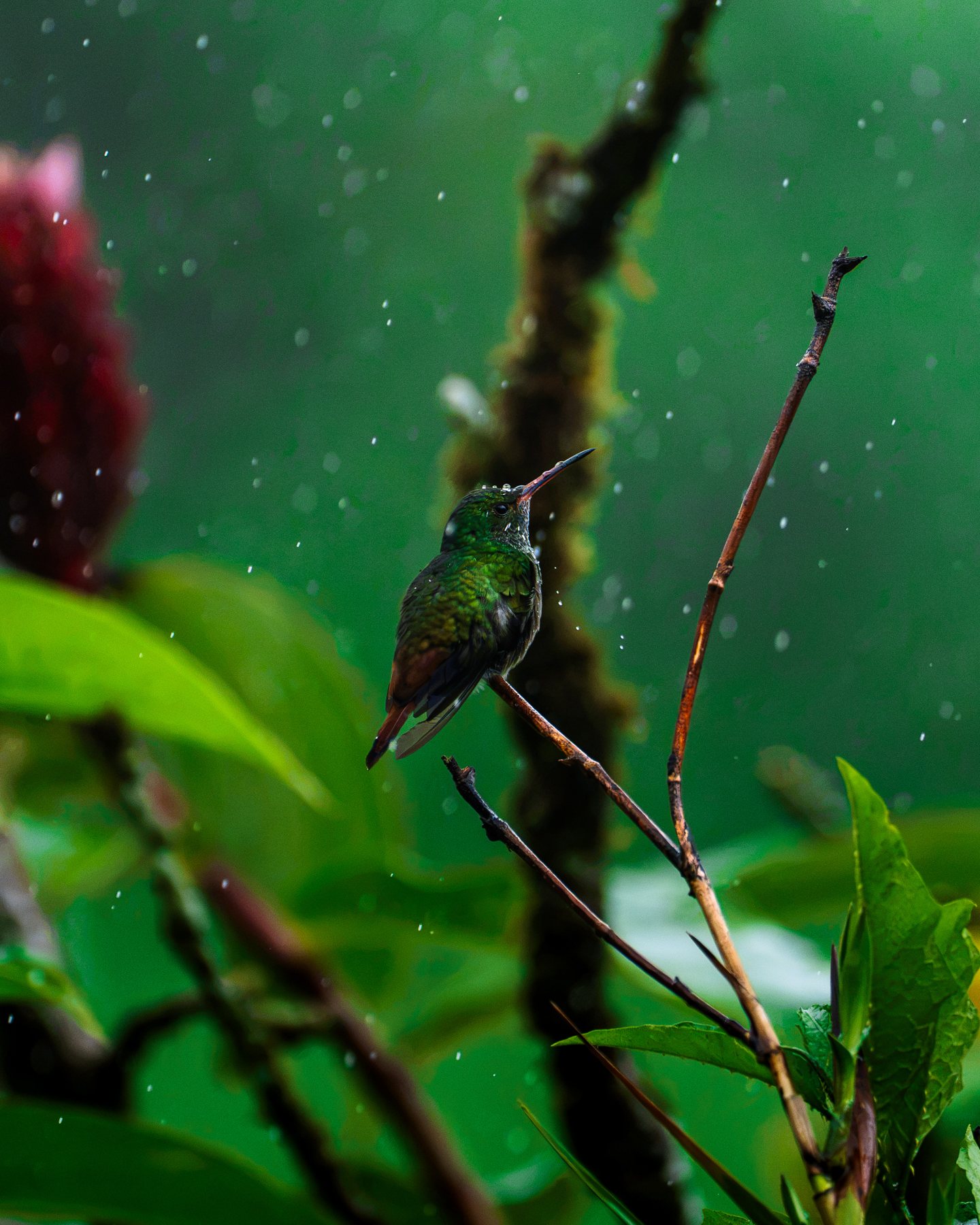Kolibri im Regen auf einem Zweig