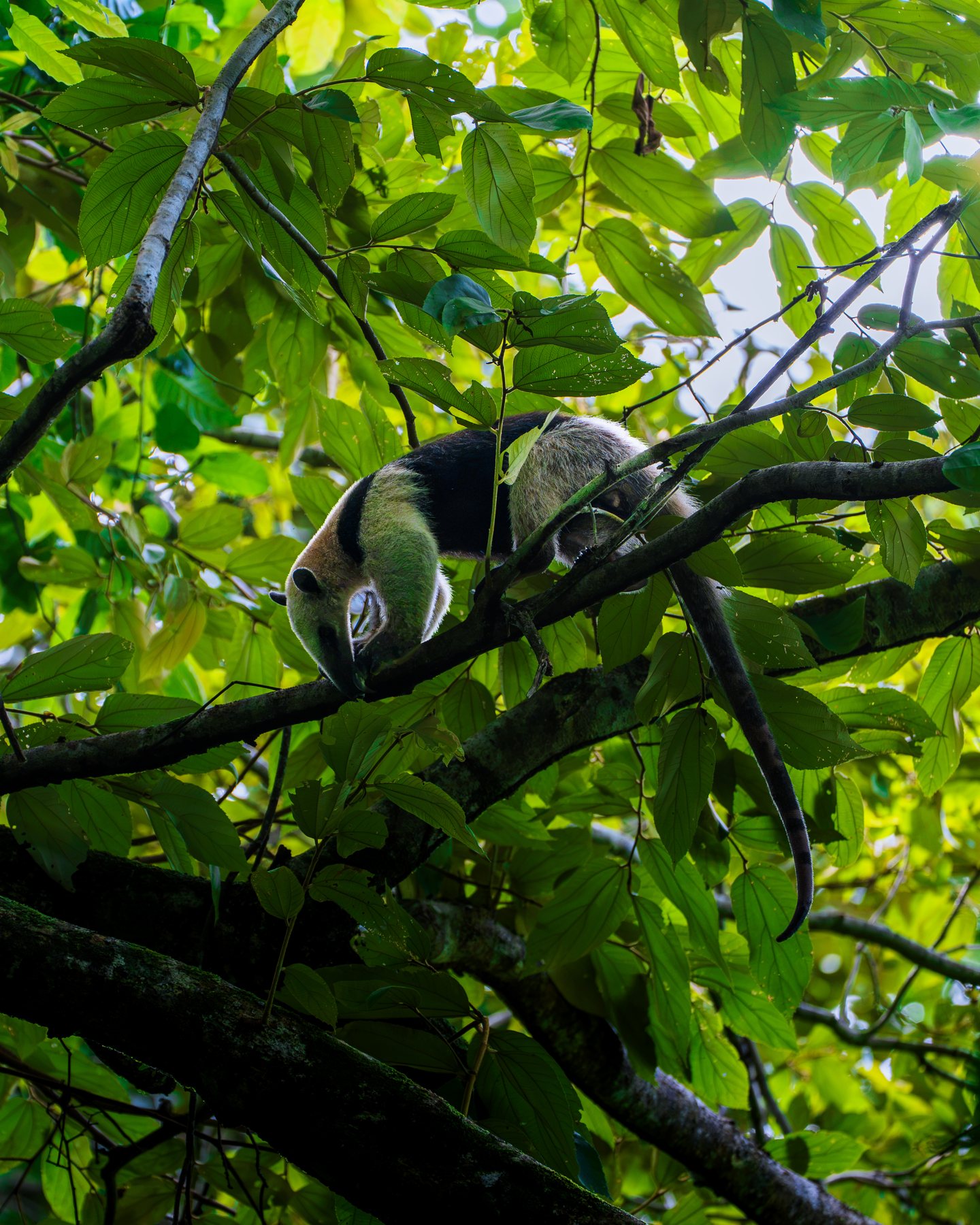Tamandua-Ameisenbär klettert durch das Blätterdach