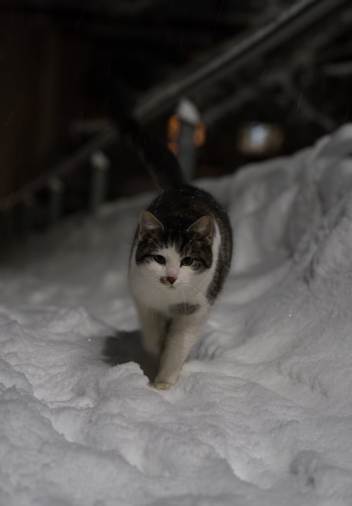 Katze stapft nachts durch tiefen Schnee in Davos